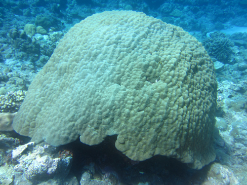 Huge Porites corals are relatively healthy throughout Palau waters.: Photograph by Hannah Barkley courtesy of NSF.